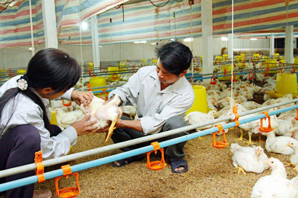 Không lạm dụng kháng sinh trong chăn nuôi 