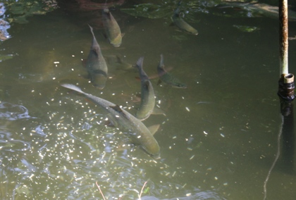  Chăm sóc và quản lý đàn cá nuôi cuối vụ