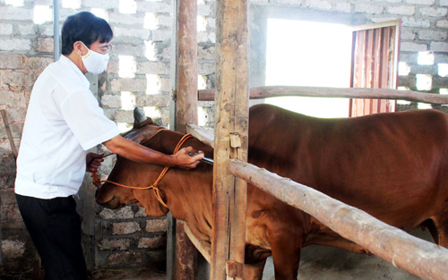Hiện tượng phản ứng sau tiêm phòng trên gia súc, gia cầm - Nguyên nhân, triệu chứng và các biện pháp can thiệp 