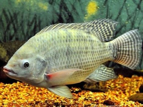 Nghiên cứu nâng cao tốc độ sinh trưởng và sức sinh sản cá rô phi vằn 