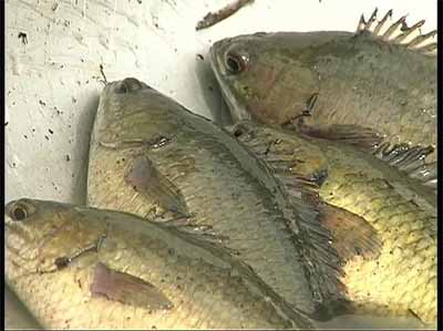 Điều trị bệnh nấm nhớt trên cá rô đồng