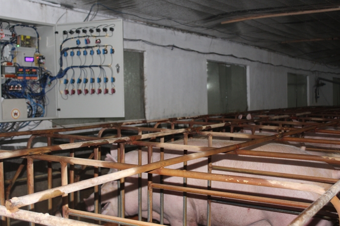 Công nghệ mới nuôi lợn khép kín 