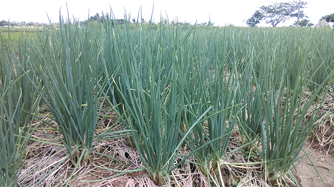 Kinh nghiệm thâm canh hành củ