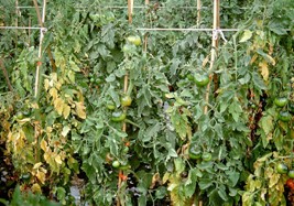 Kinh nghiệm sử dụng nấm đối kháng Trichoderma phòng chống bệnh chết rũ rau màu 