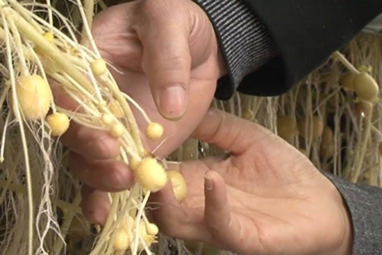 Nam Định: Nâng cao năng suất khoai tây nhờ công nghệ