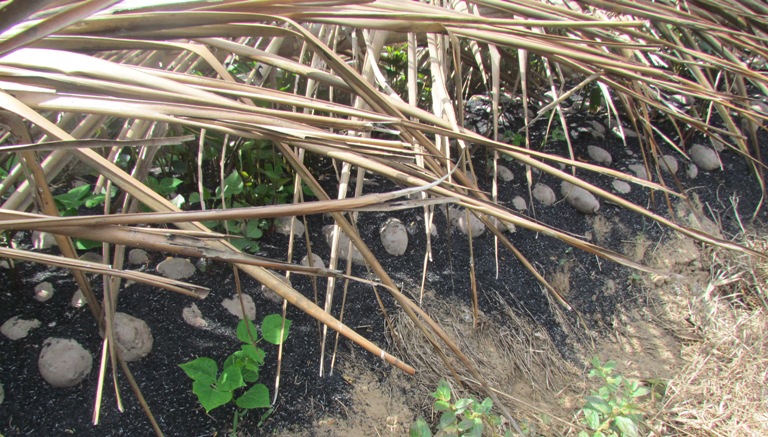 Một số lưu ý khi chọn dây khoai lang giống 