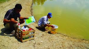 Phương pháp gây màu nước và nguyên tắc sử dụng các chế phẩm vi sinh trong ao nuôi tôm theo VietGAP