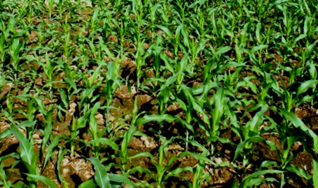 Kỹ thuật trồng ngô đông không làm đất 