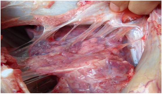 Phòng trừ bệnh viêm màng phổi ở lợn