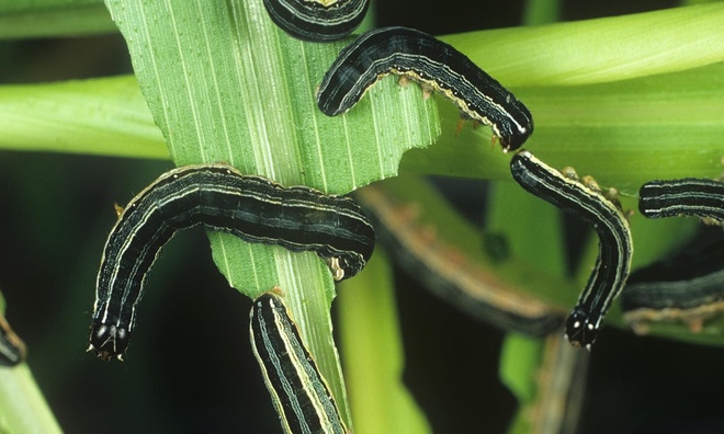 Phòng trừ sâu cắn lá ngô