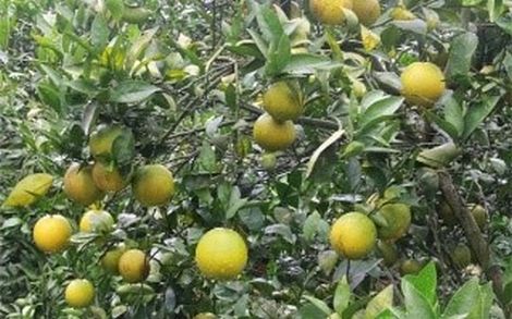 Sản xuất thử nghiệm giống cam chín sớm CS1 ở một số tỉnh phía Bắc