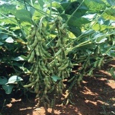 Sản xuất thử và phát triển giống đậu tương rau AGS398 và DT08 phục vụ nội tiêu và xuất khẩu