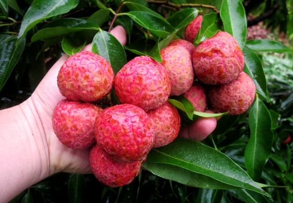 Bệnh hại vải thiều cuối vụ và biện pháp phòng trừ