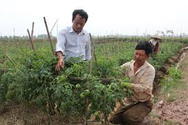 Kỹ thuật chăm sóc một số cây vụ đông ưa ấm 